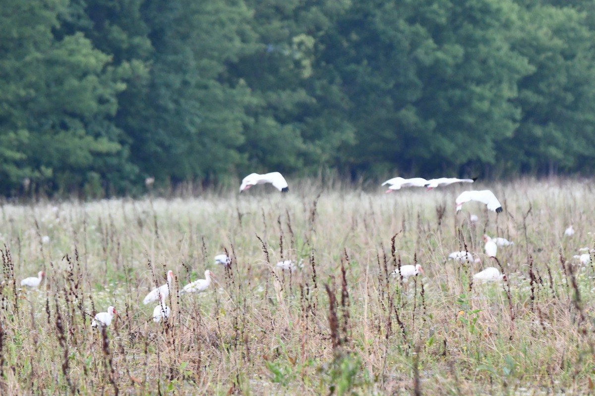 Ibis blanc - ML620447663