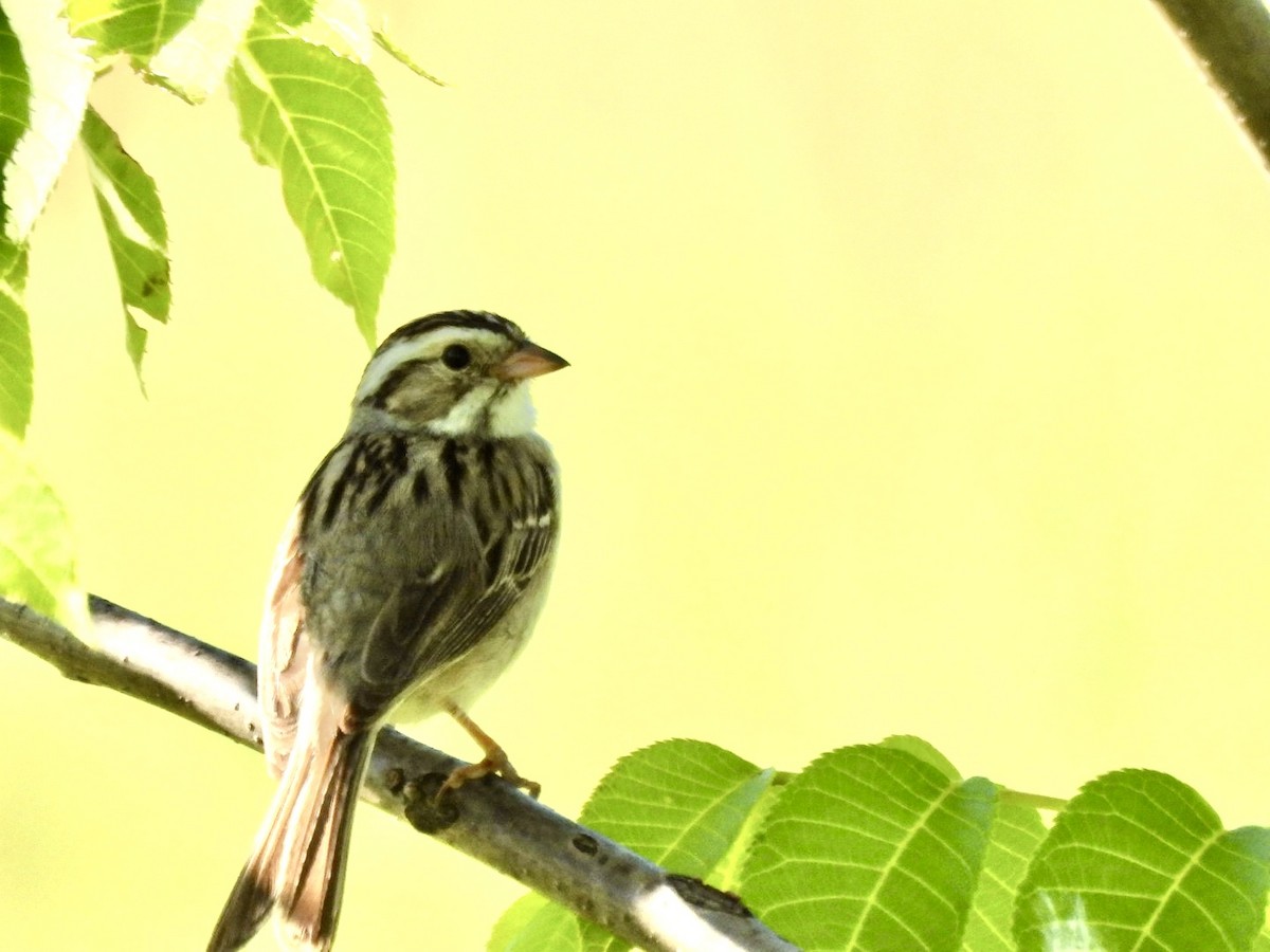 Clay-colored Sparrow - ML620447669