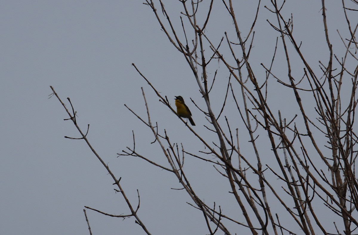 Yellow-breasted Chat - ML620447670