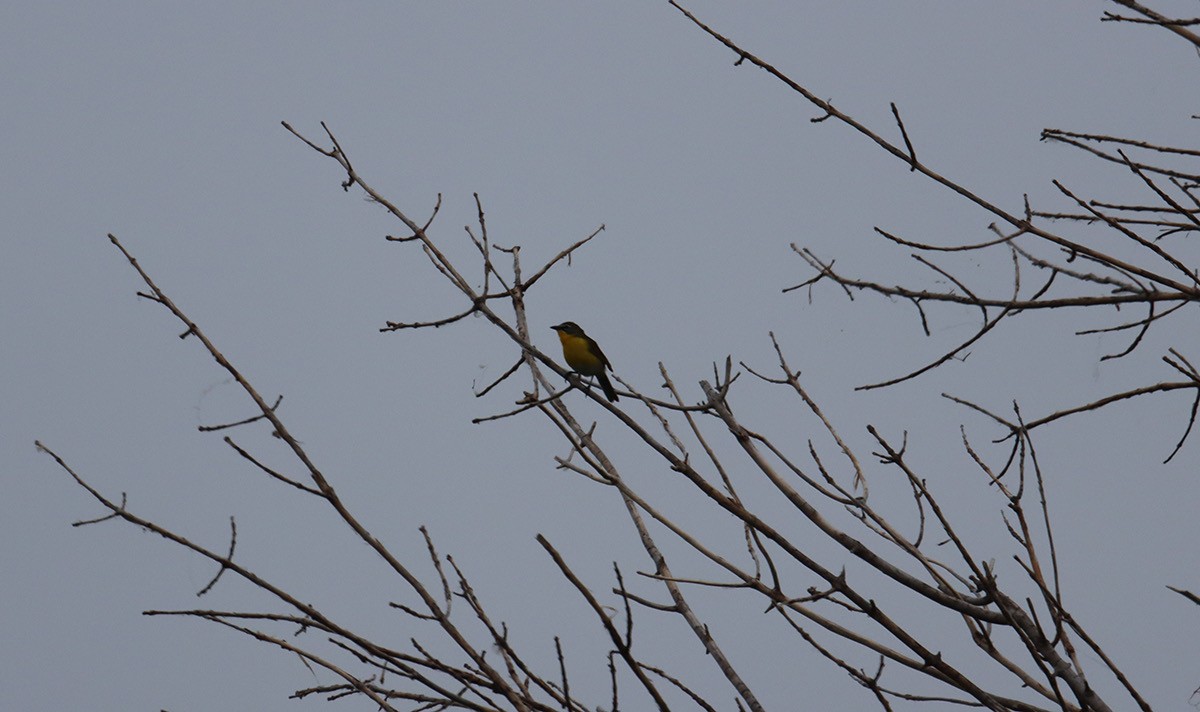 Yellow-breasted Chat - ML620447671