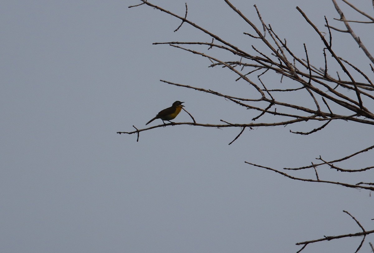 Yellow-breasted Chat - ML620447672