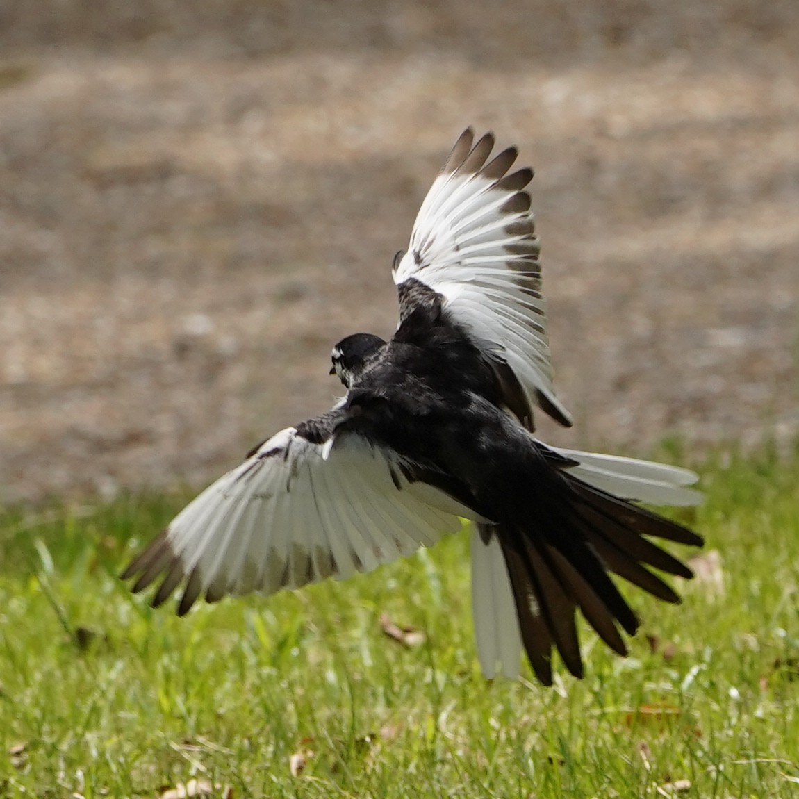 White Wagtail (Black-backed) - ML620447675