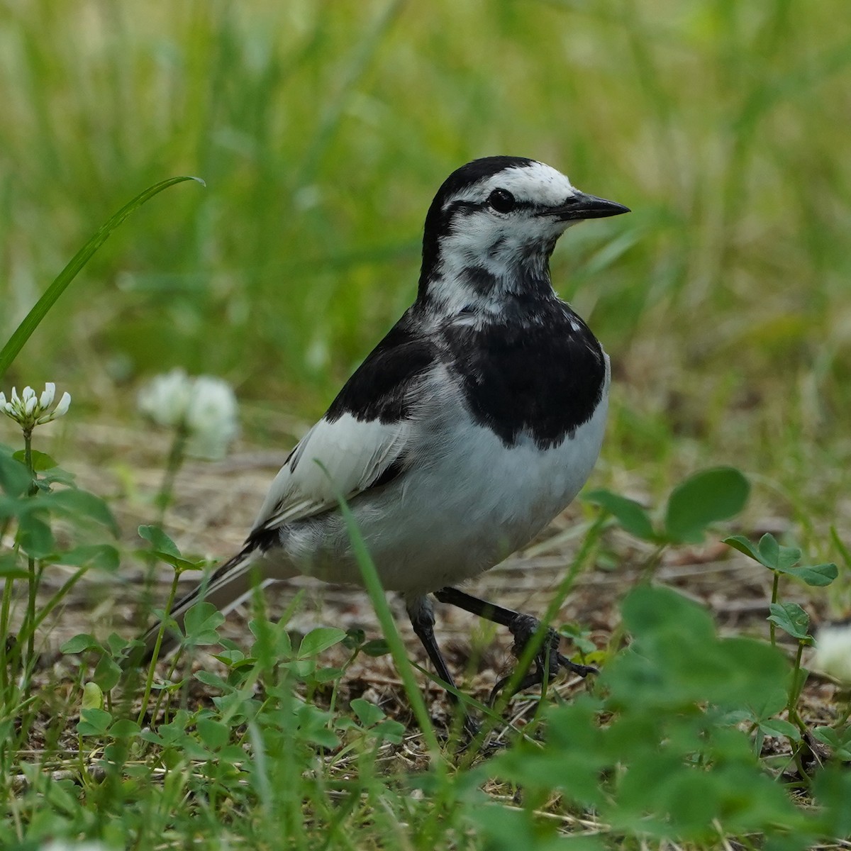 White Wagtail (Black-backed) - ML620447676