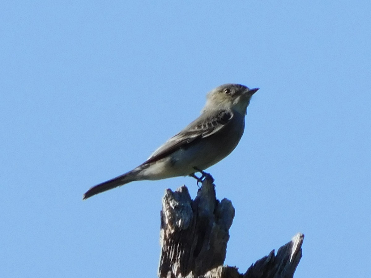 Western Wood-Pewee - ML620447680