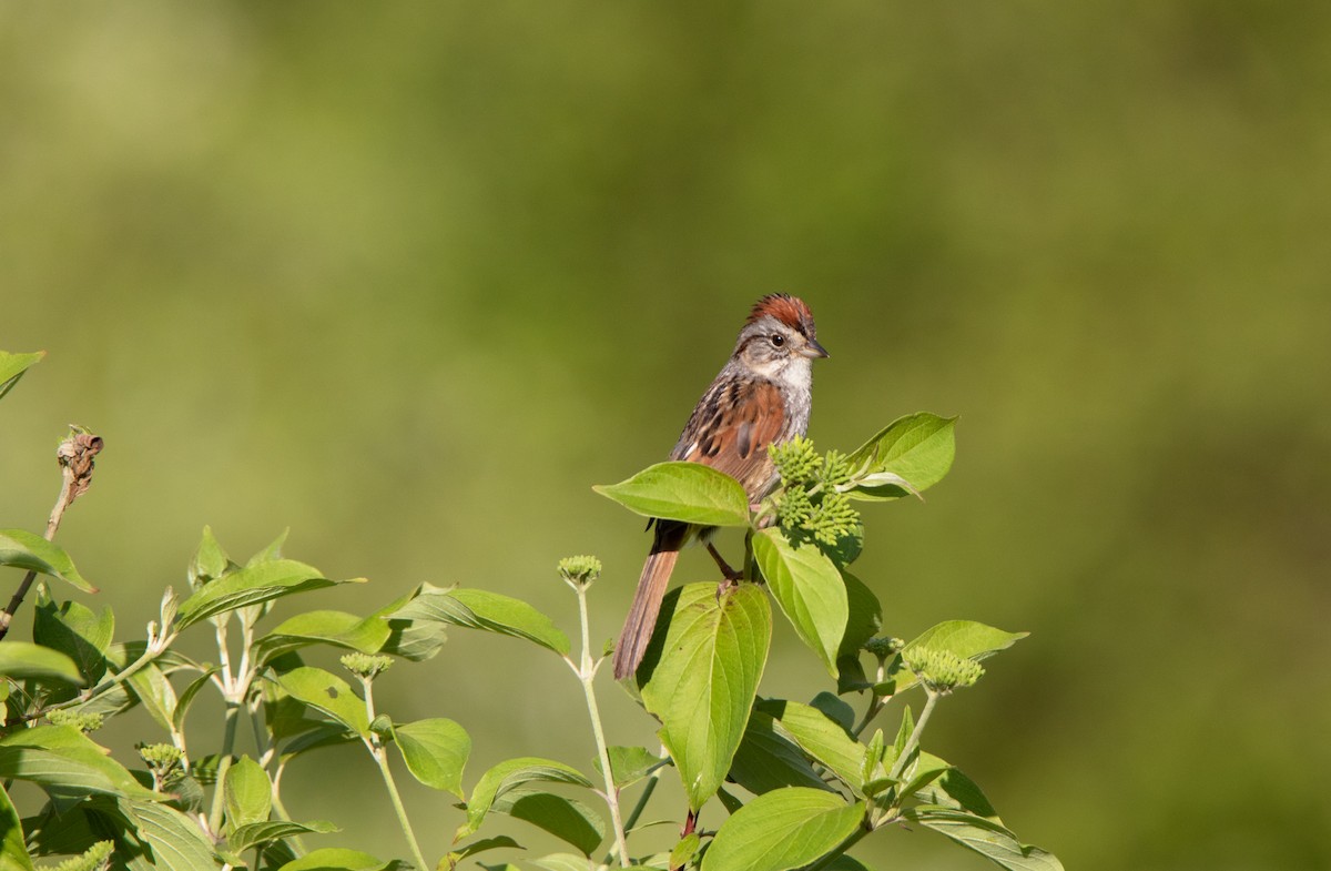Swamp Sparrow - ML620447684