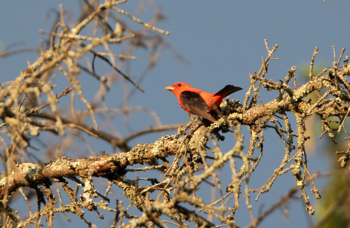 Scarlet Tanager - Annika Anderson