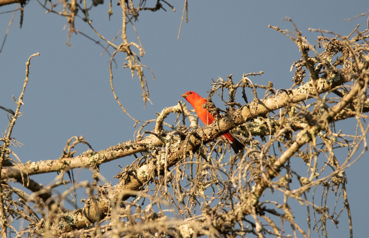 Scarlet Tanager - ML620447690
