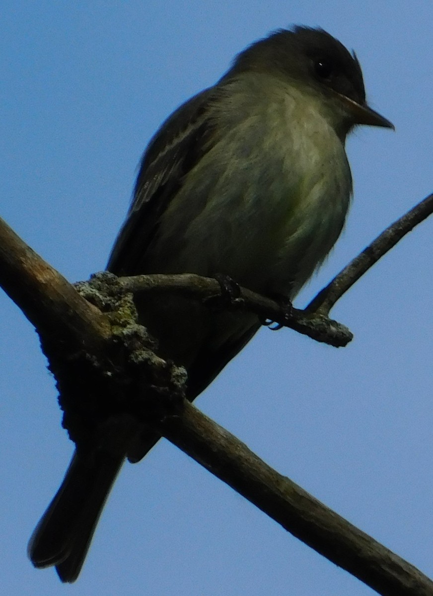 Eastern Wood-Pewee - ML620447691