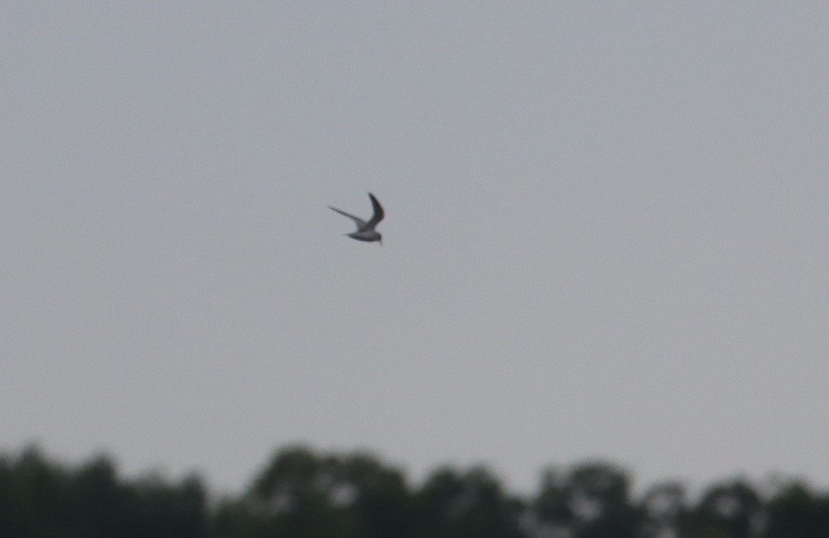 Least Tern - ML620447697