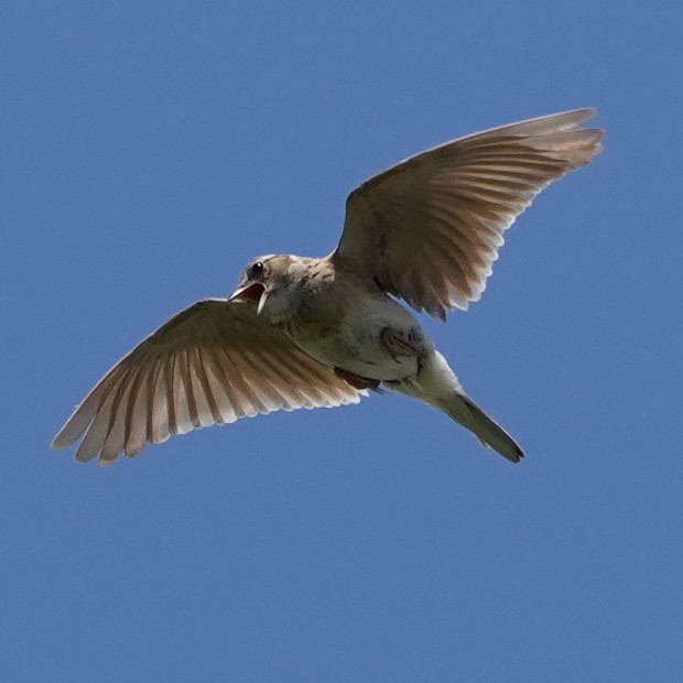 Eurasian Skylark (Far Eastern) - ML620447717