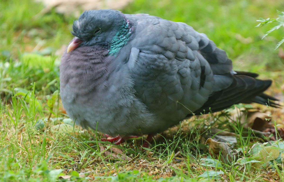 Pigeon colombin - ML620447718