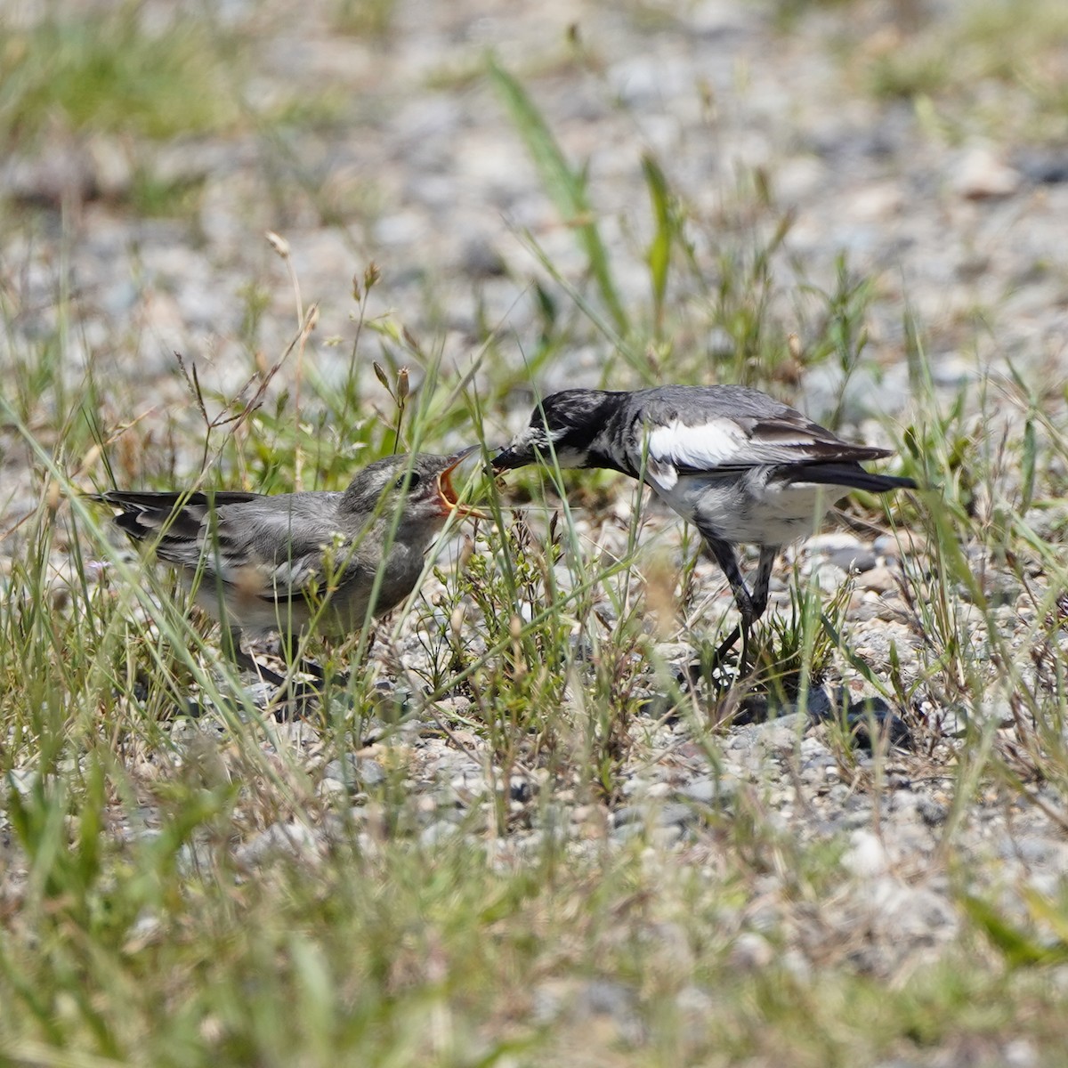 White Wagtail (Black-backed) - ML620447720