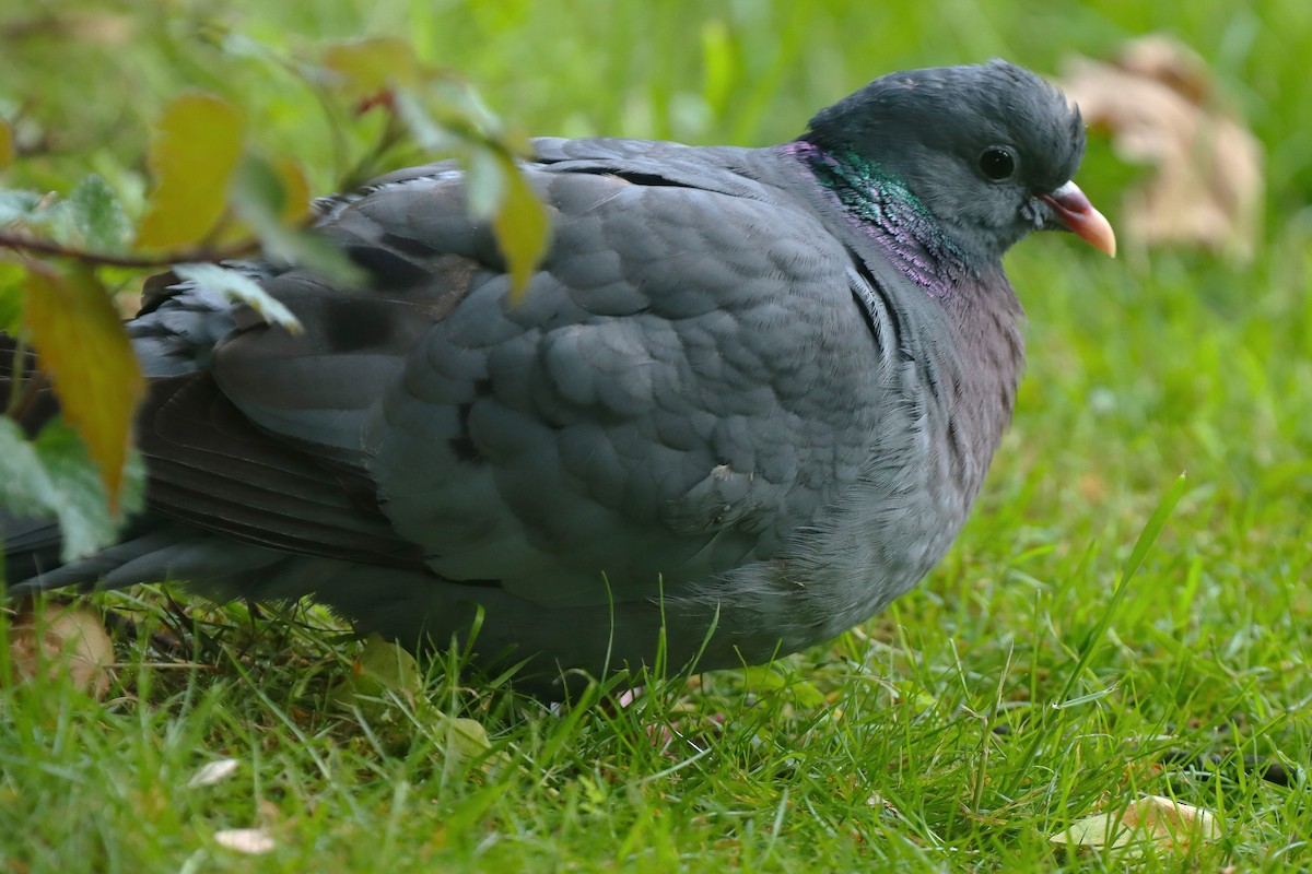 Pigeon colombin - ML620447721