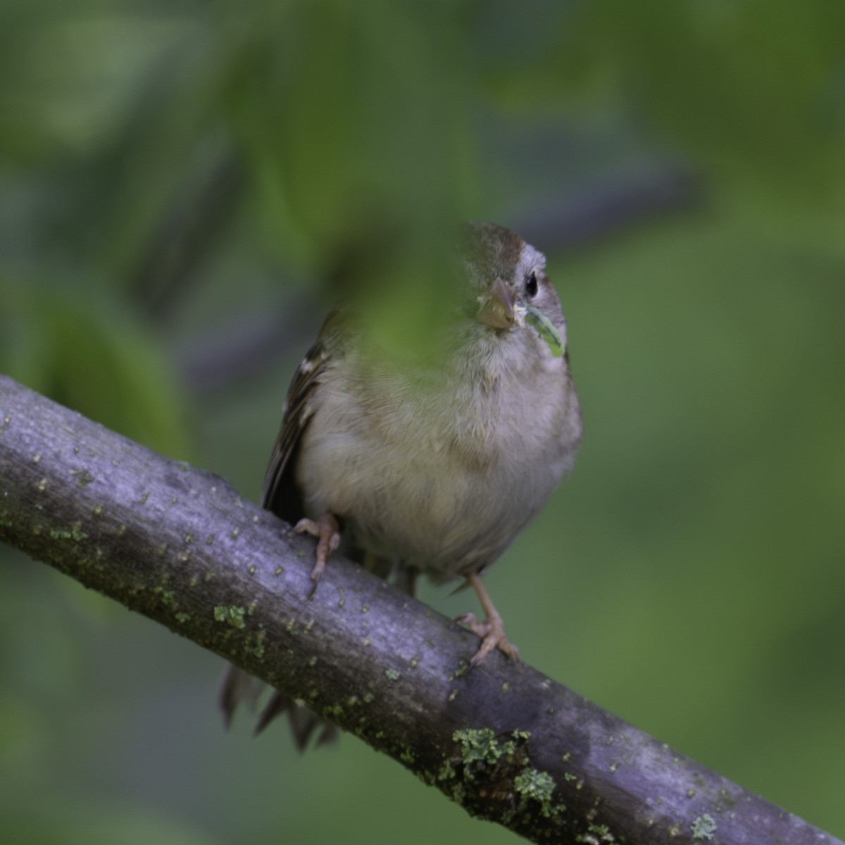 Chipping Sparrow - Scott Fraser