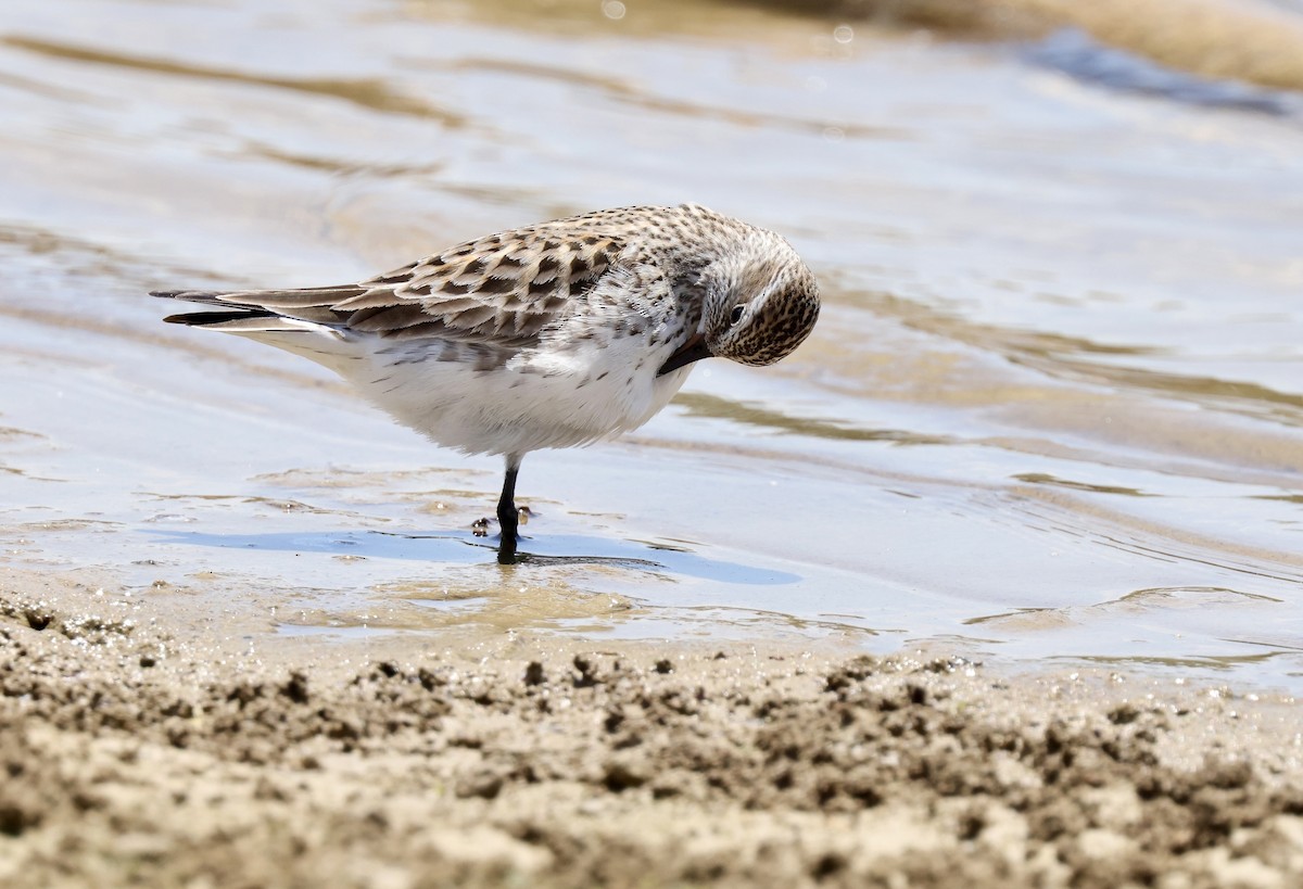 White-rumped Sandpiper - ML620447740