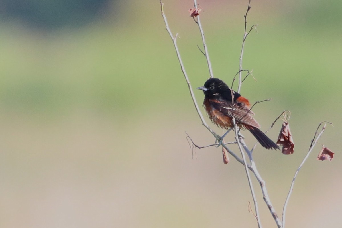 Orchard Oriole - ML620447745