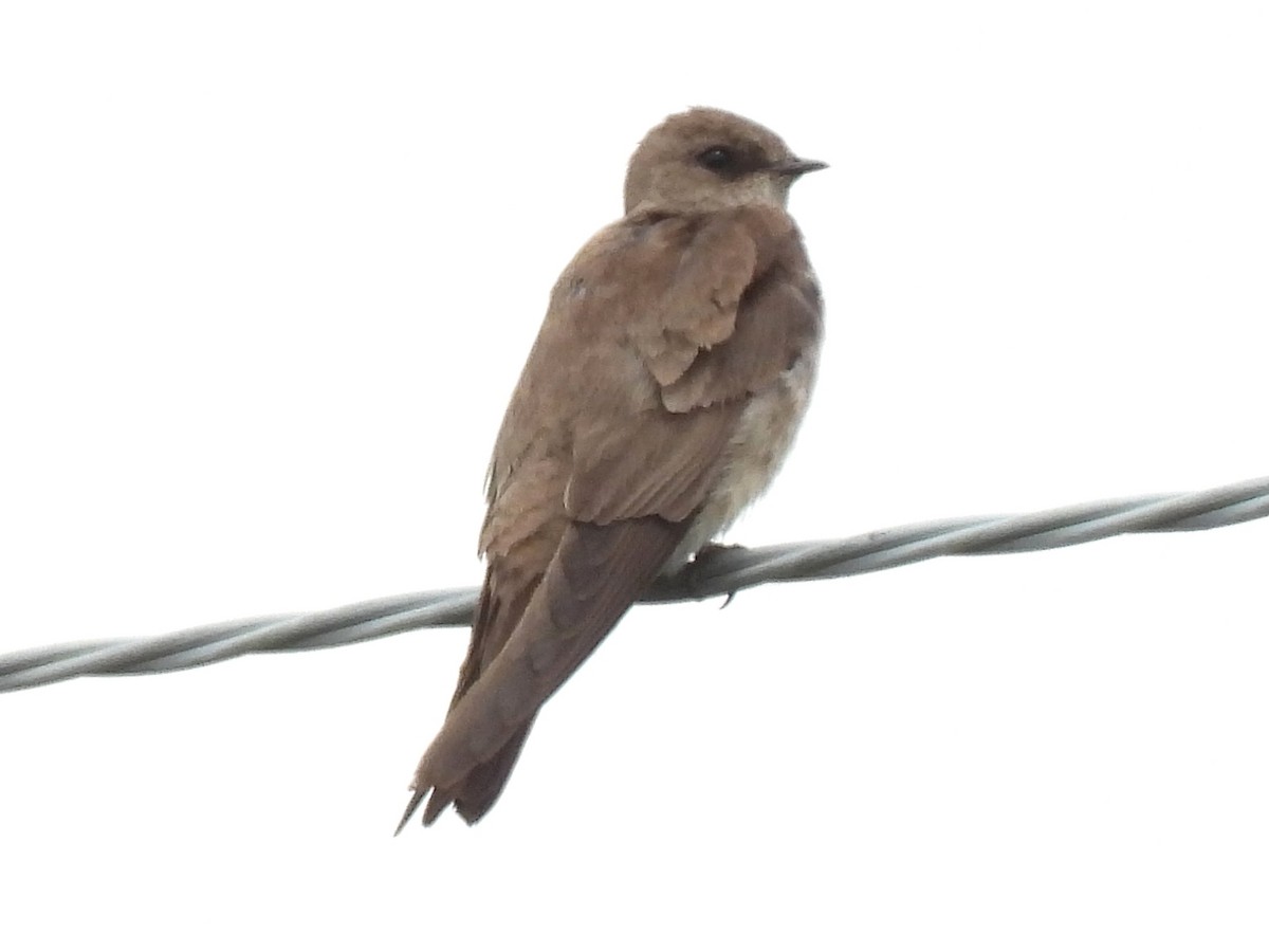 Northern Rough-winged Swallow - ML620447749