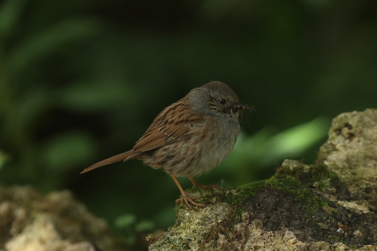 Dunnock - ML620447750