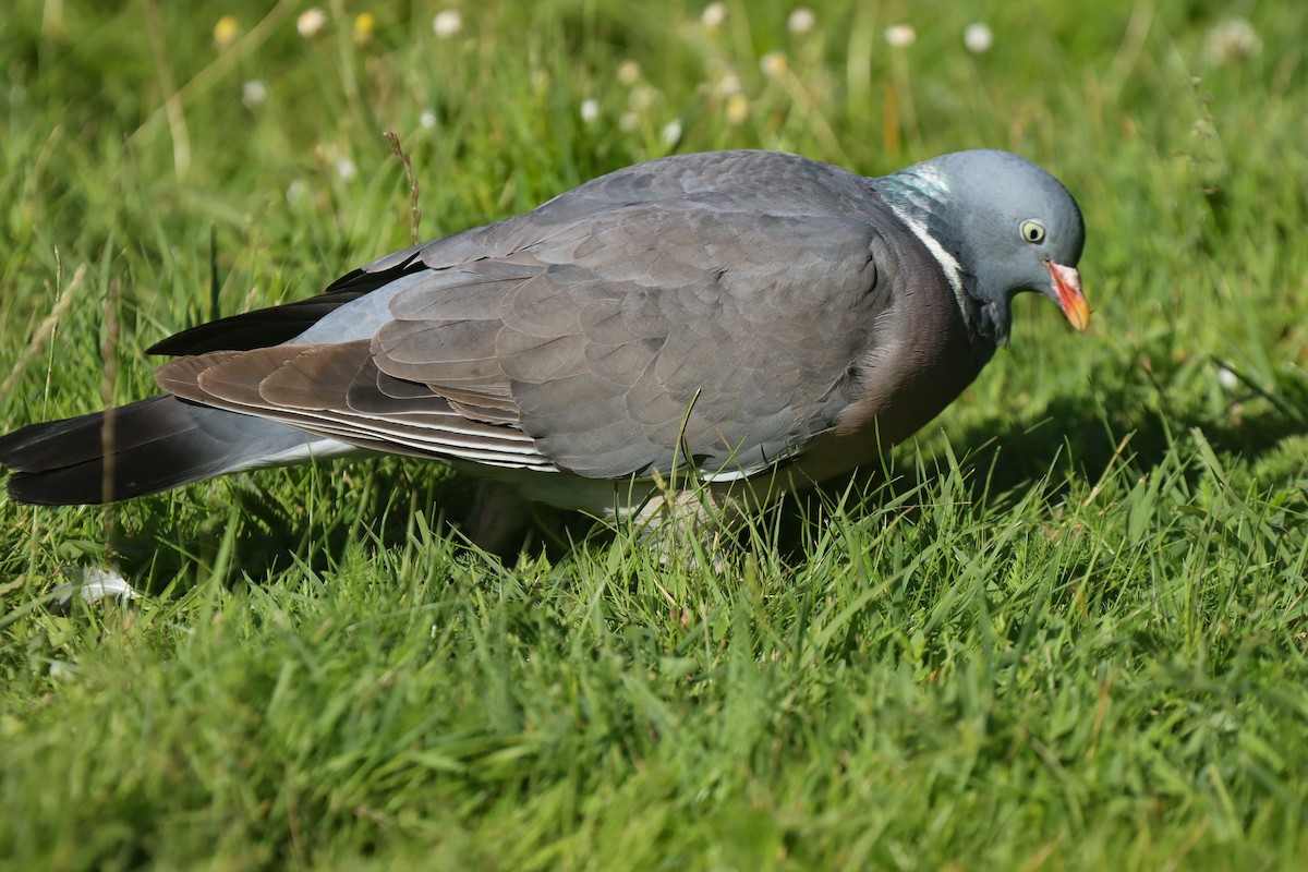 Common Wood-Pigeon - ML620447755