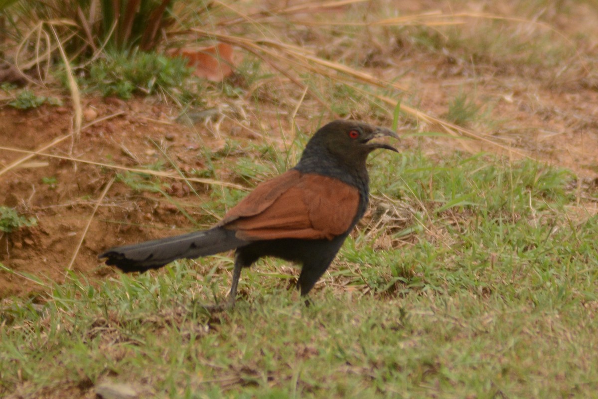 Greater Coucal - ML620447761