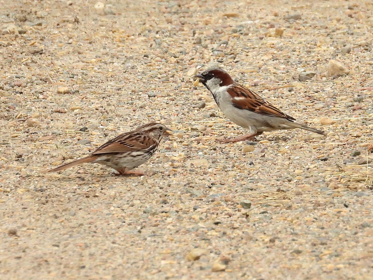 Moineau domestique - ML620447772