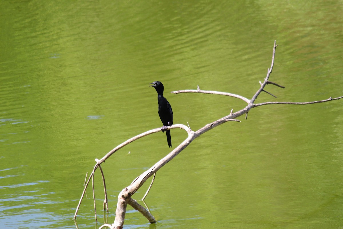 Cormoran de Vieillot - ML620447789