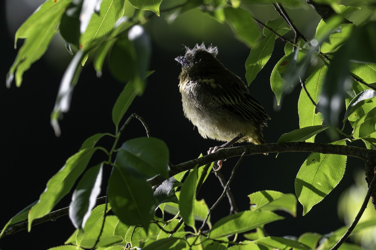 Oriole de Baltimore - ML620447795