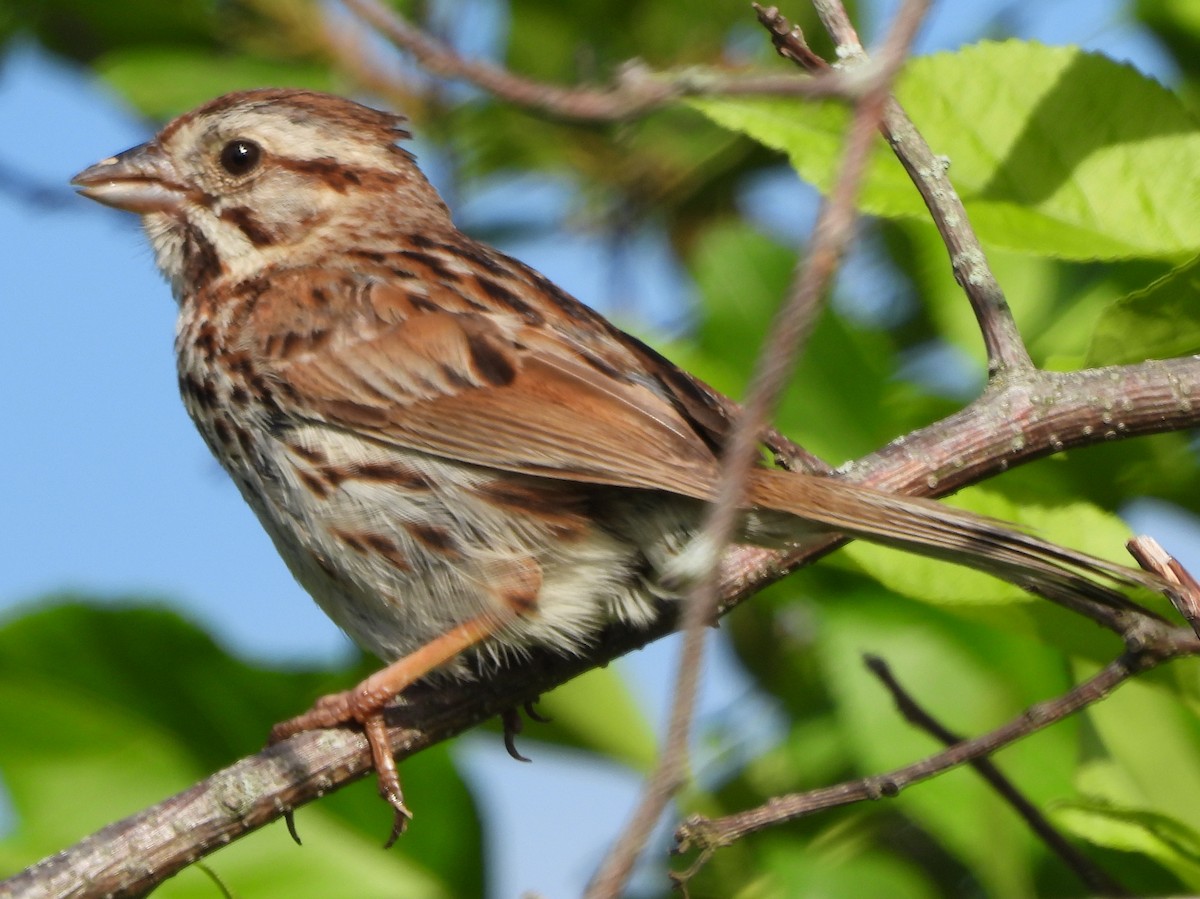 Song Sparrow - ML620447806