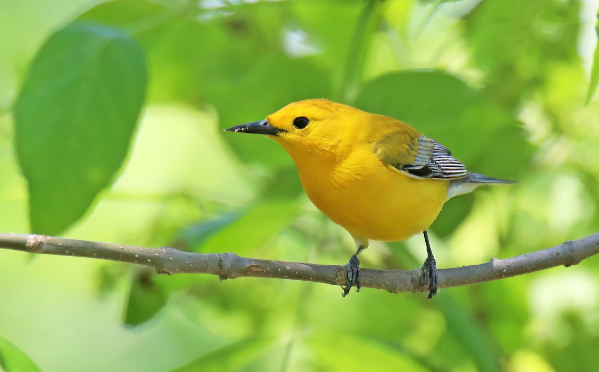 Prothonotary Warbler - ML620447816