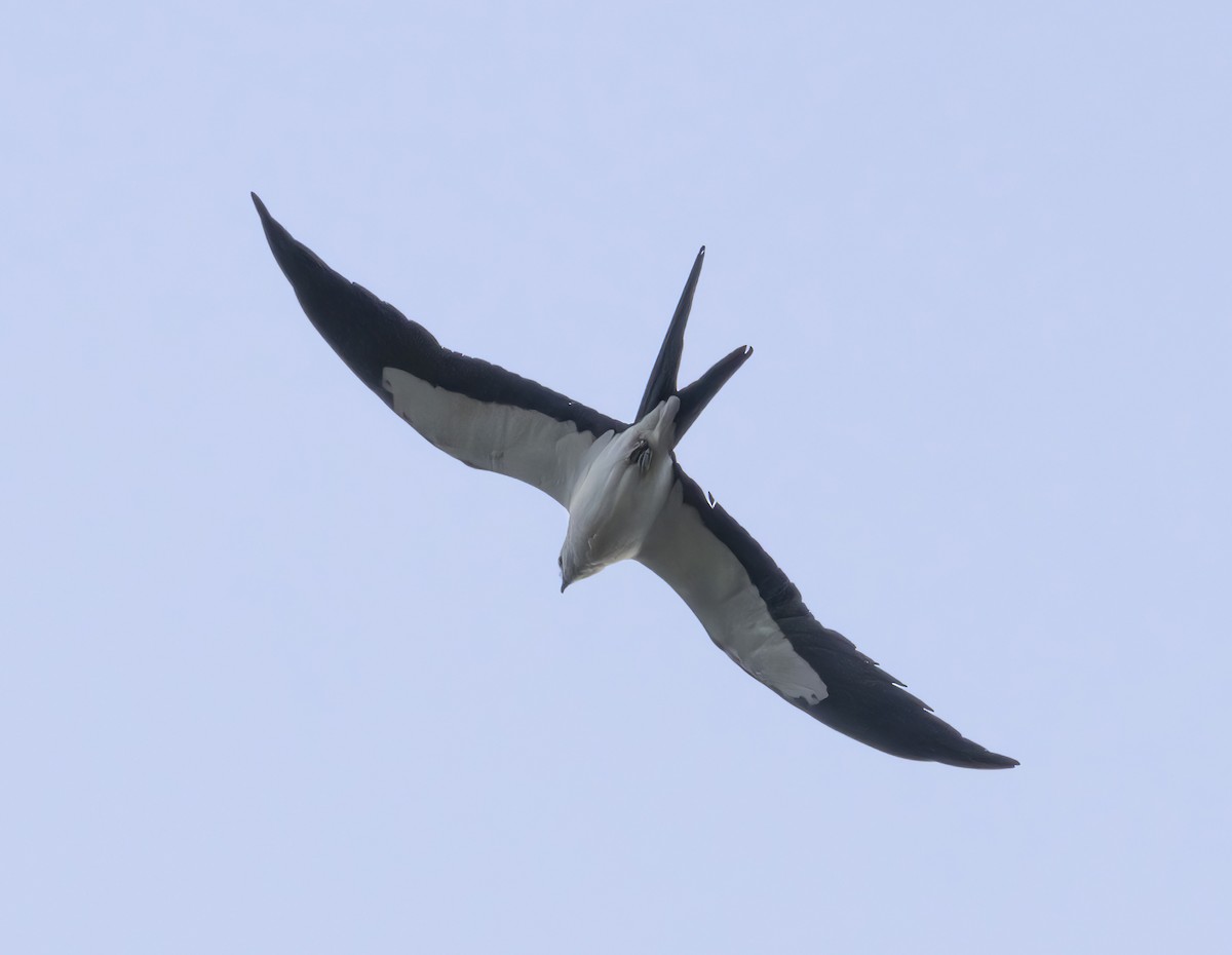Swallow-tailed Kite - ML620447835