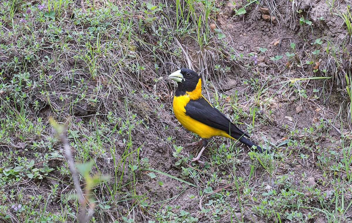 Black-and-yellow Grosbeak - ML620447839