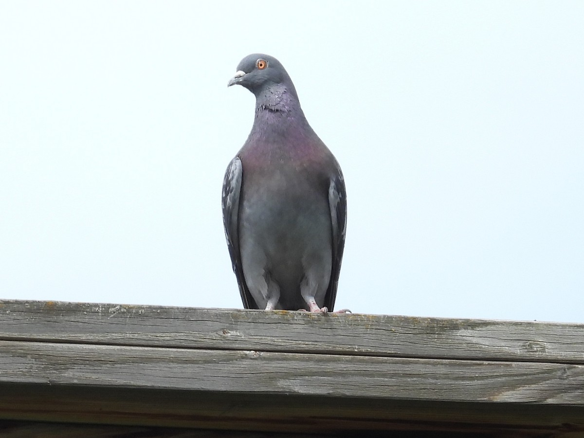 Rock Pigeon (Feral Pigeon) - ML620447846