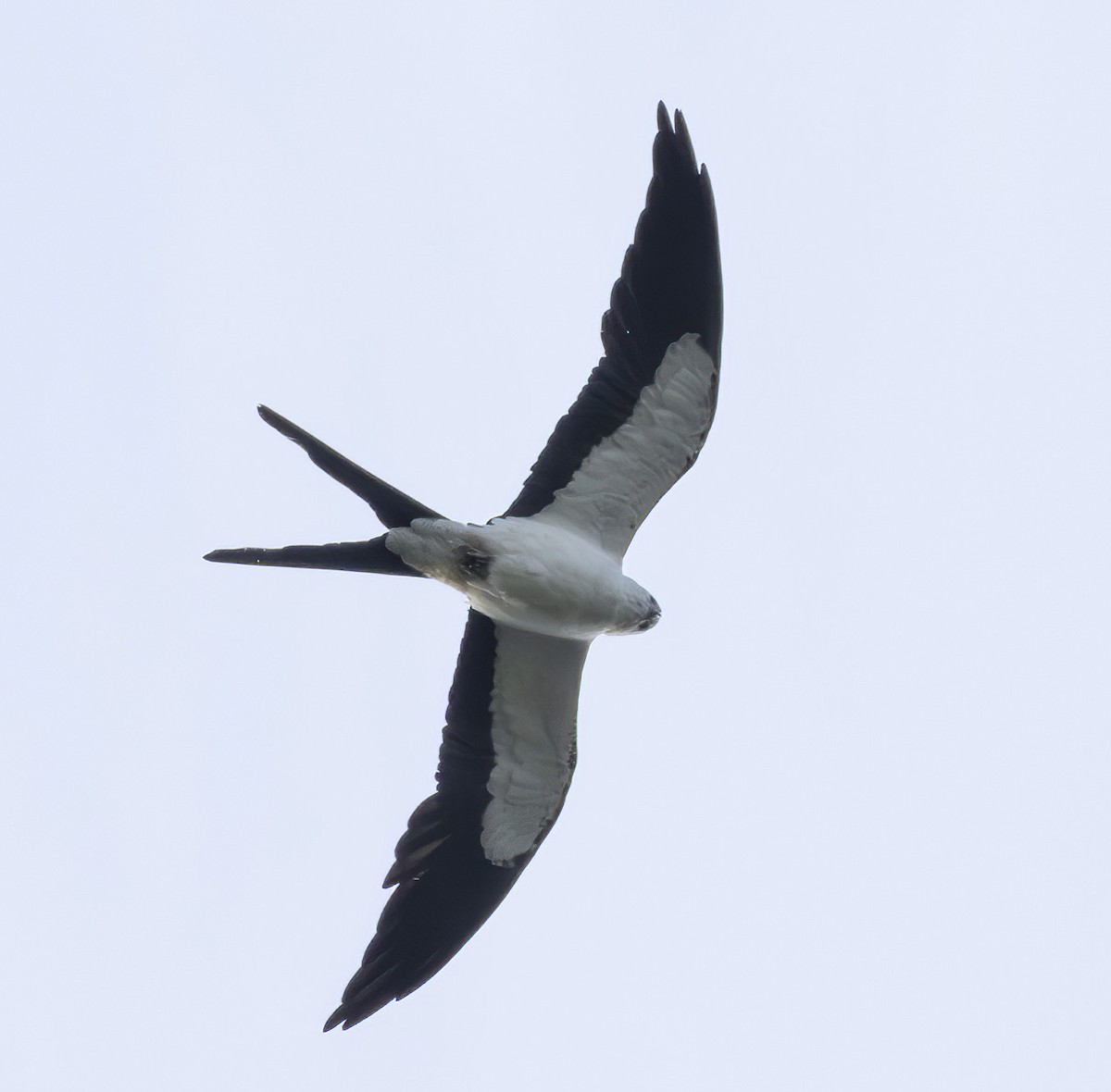 Swallow-tailed Kite - ML620447857