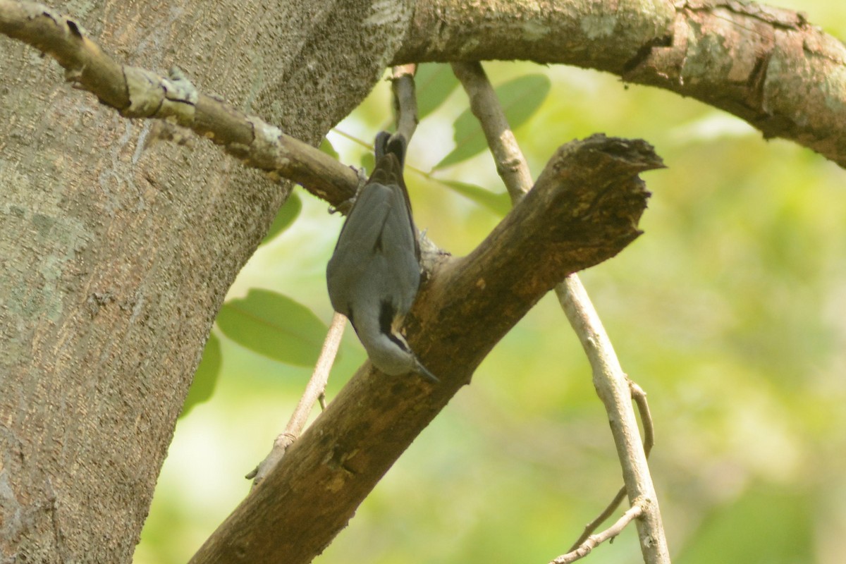 Indian Nuthatch - ML620447860