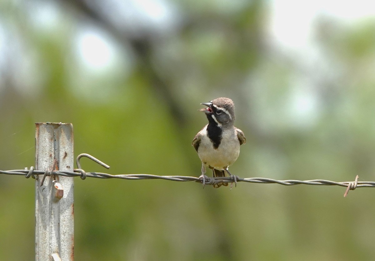 Black-throated Sparrow - ML620447862