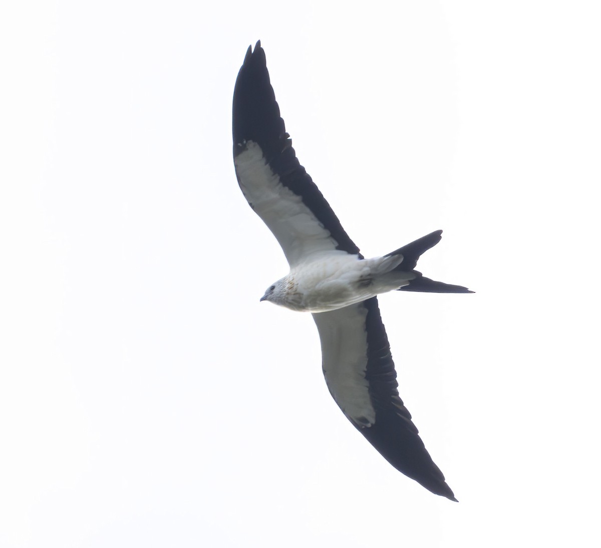 Swallow-tailed Kite - ML620447865