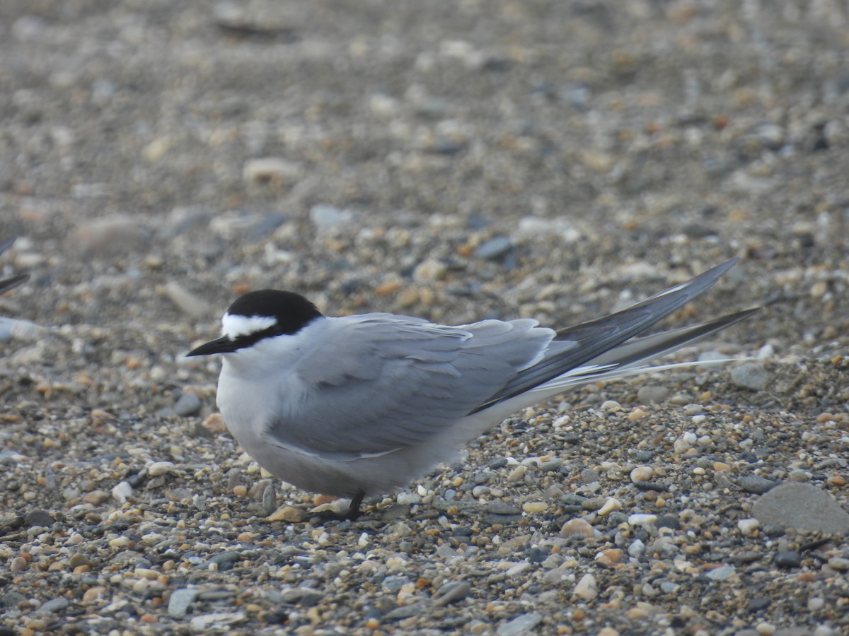 Aleutian Tern - ML620447867