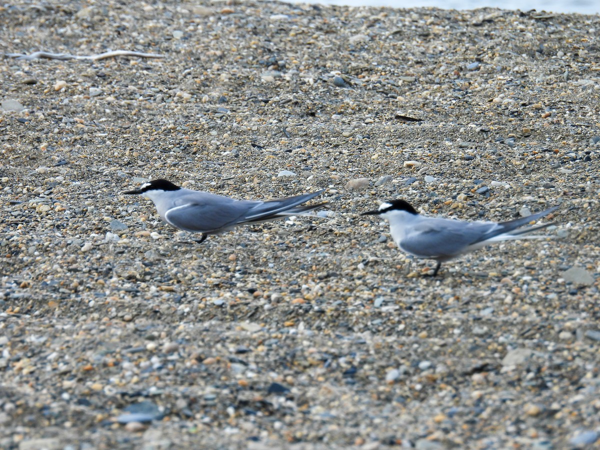 Aleutian Tern - Bart Hutchinson