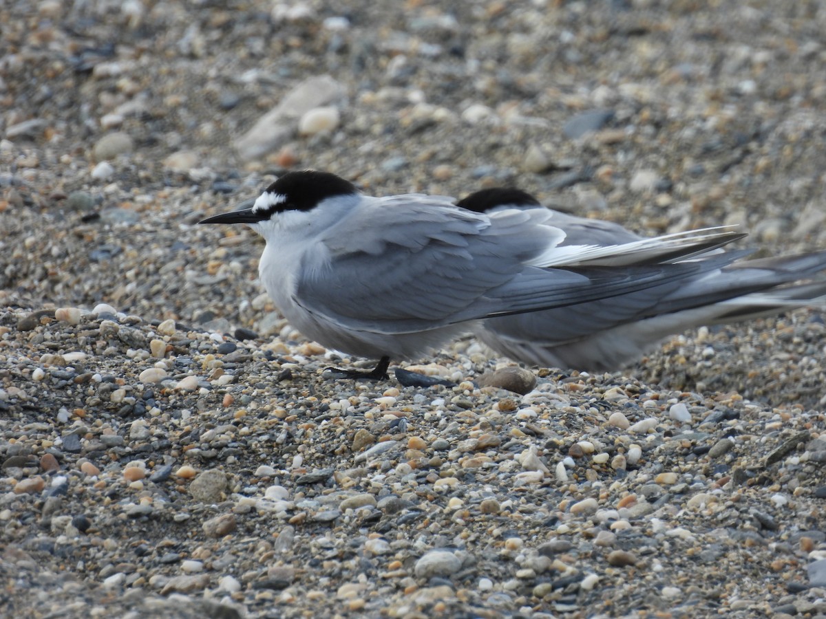 Aleutian Tern - ML620447869