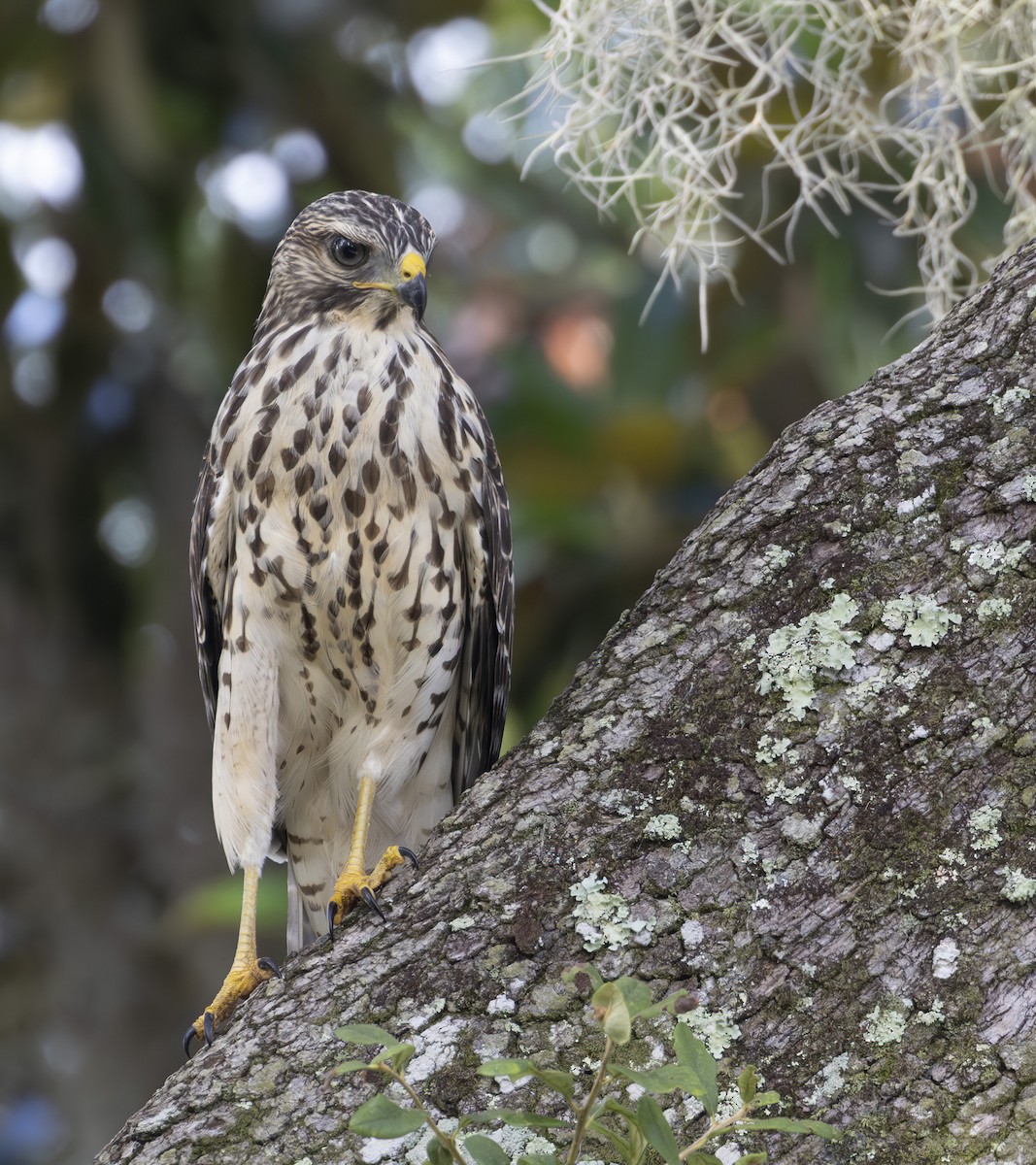 Red-shouldered Hawk - ML620447873