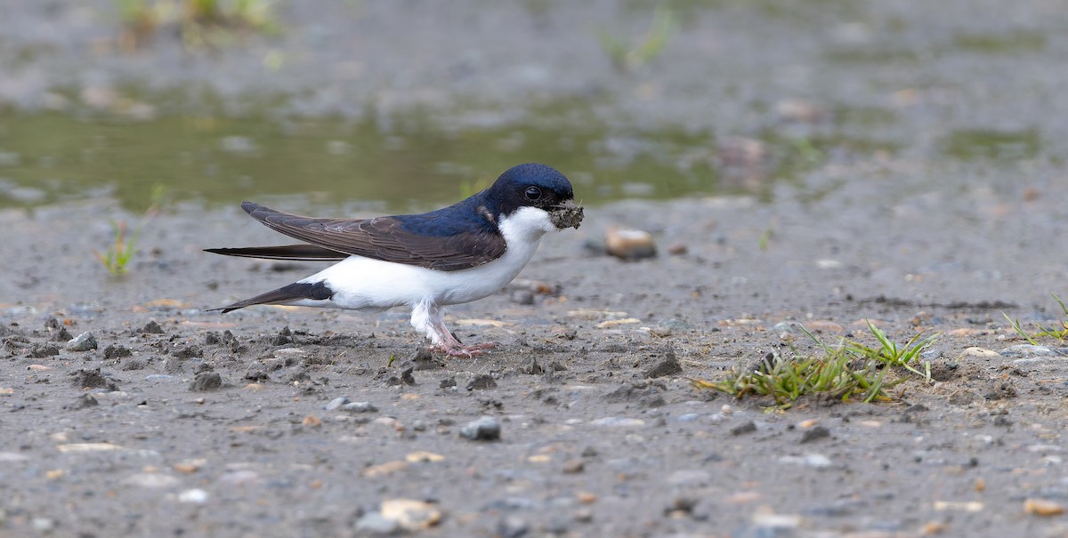 Western House-Martin - ML620447889