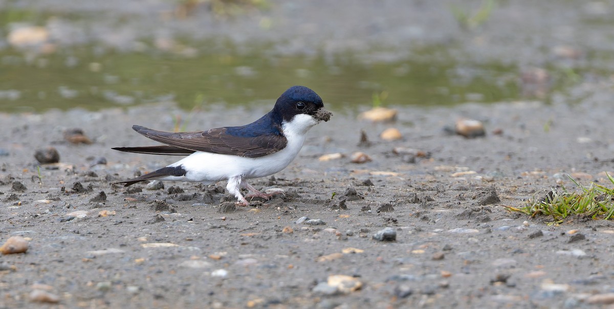 Western House-Martin - ML620447892