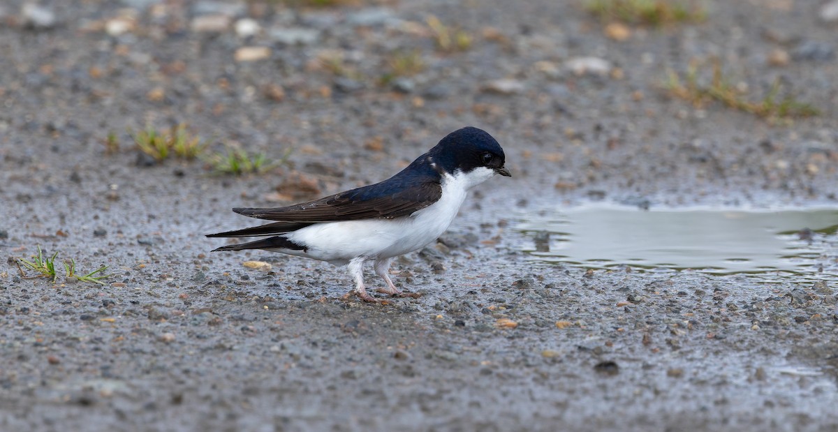 ニシイワツバメ（urbicum／meridionale） - ML620447893