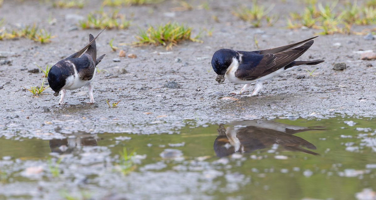 Western House-Martin - ML620447895