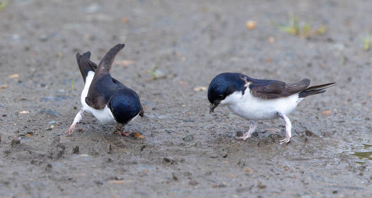 Western House-Martin - ML620447896