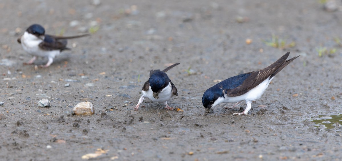 Western House-Martin - Brian Small