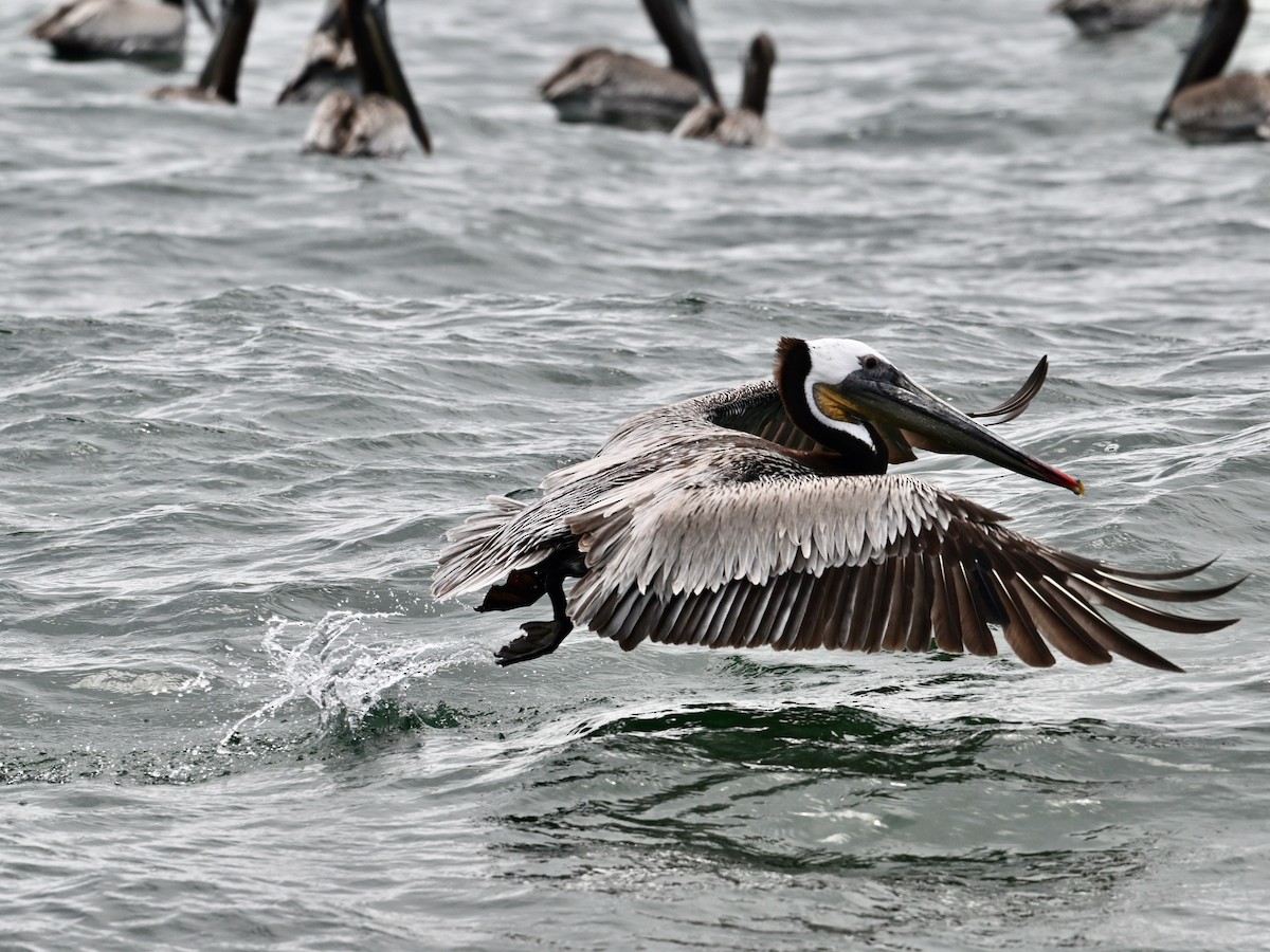 Brown Pelican - ML620447906