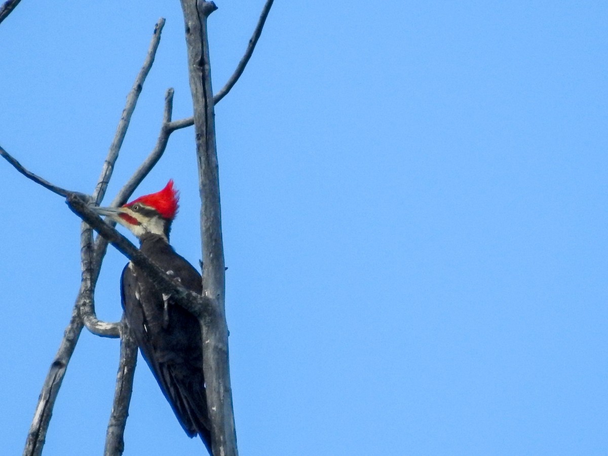 Pileated Woodpecker - ML620447927