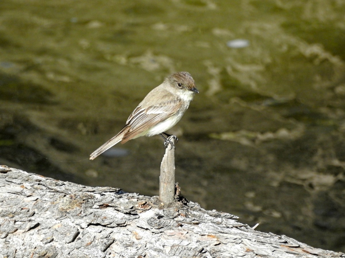 Eastern Phoebe - ML620447934