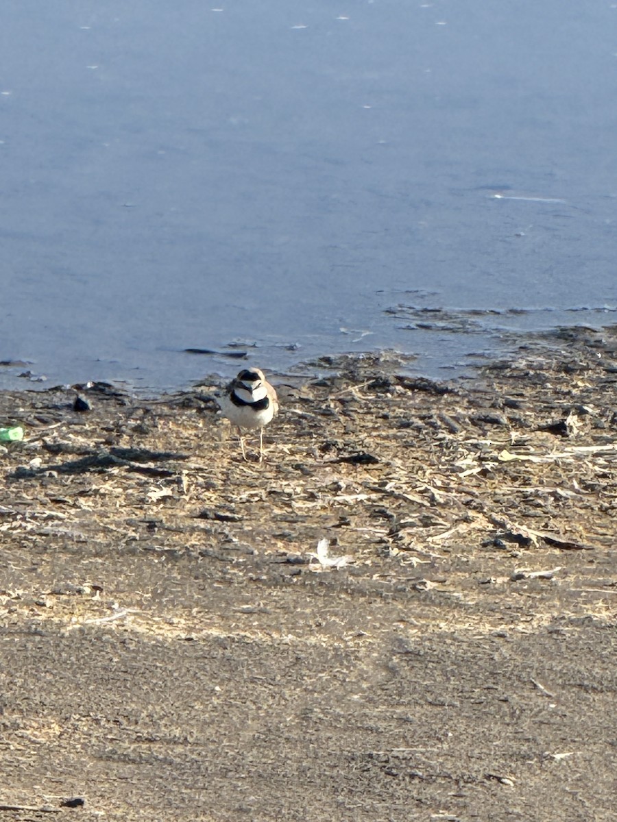 Collared Plover - ML620447936